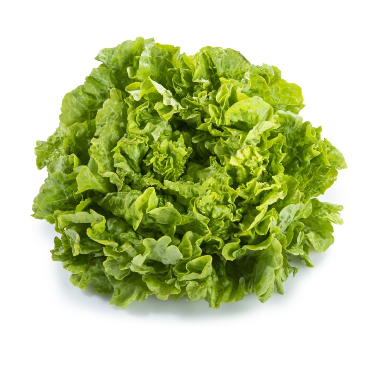 LECHUGA RIZADA UNIDAD