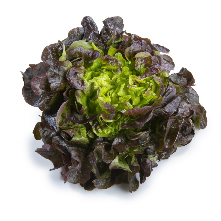 LECHUGA HOJA DE ROBLE
