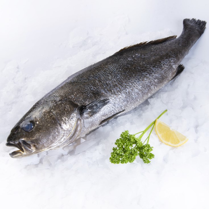 CORVINA DE 1.5 kg- 2kg